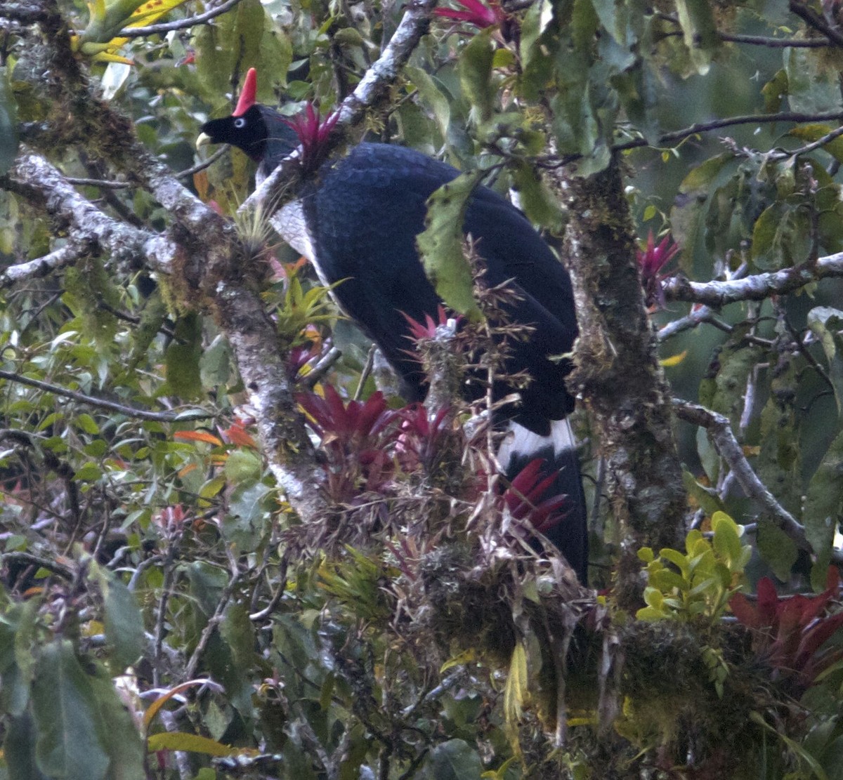 Horned Guan - ML204476871