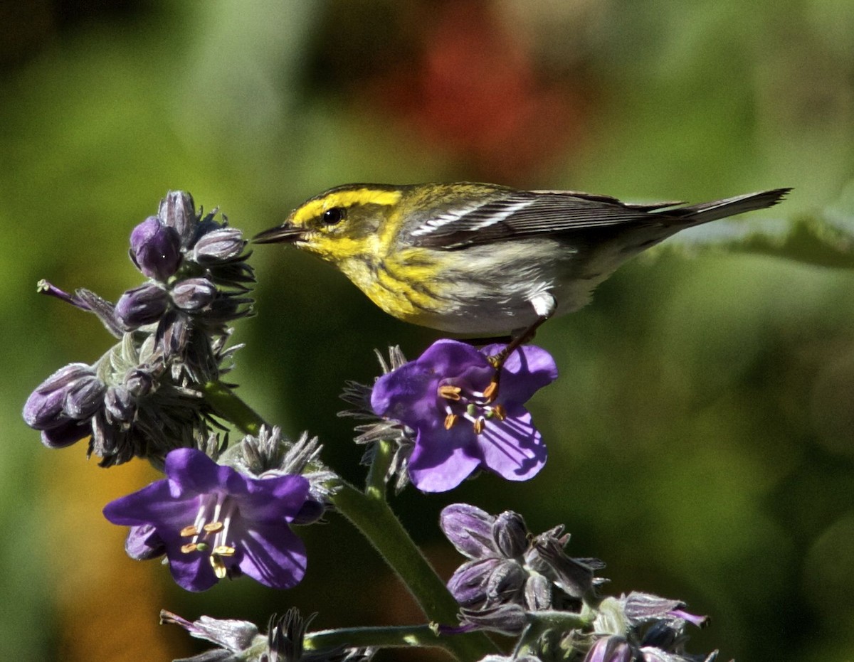 Townsend's Warbler - ML204476941