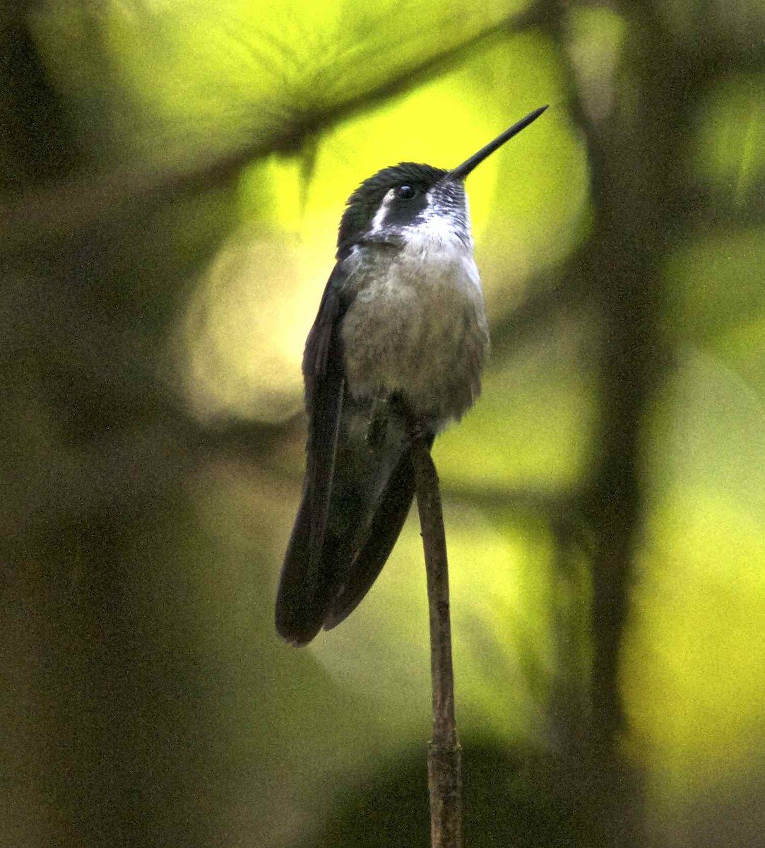 Green-throated Mountain-gem - Ken Havard