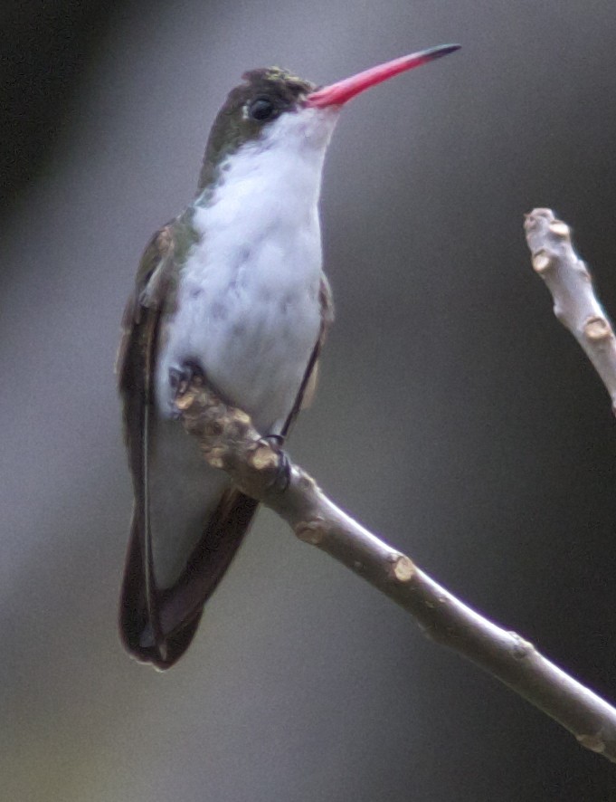 kolibřík vznešený (ssp. viridifrons) - ML204477031