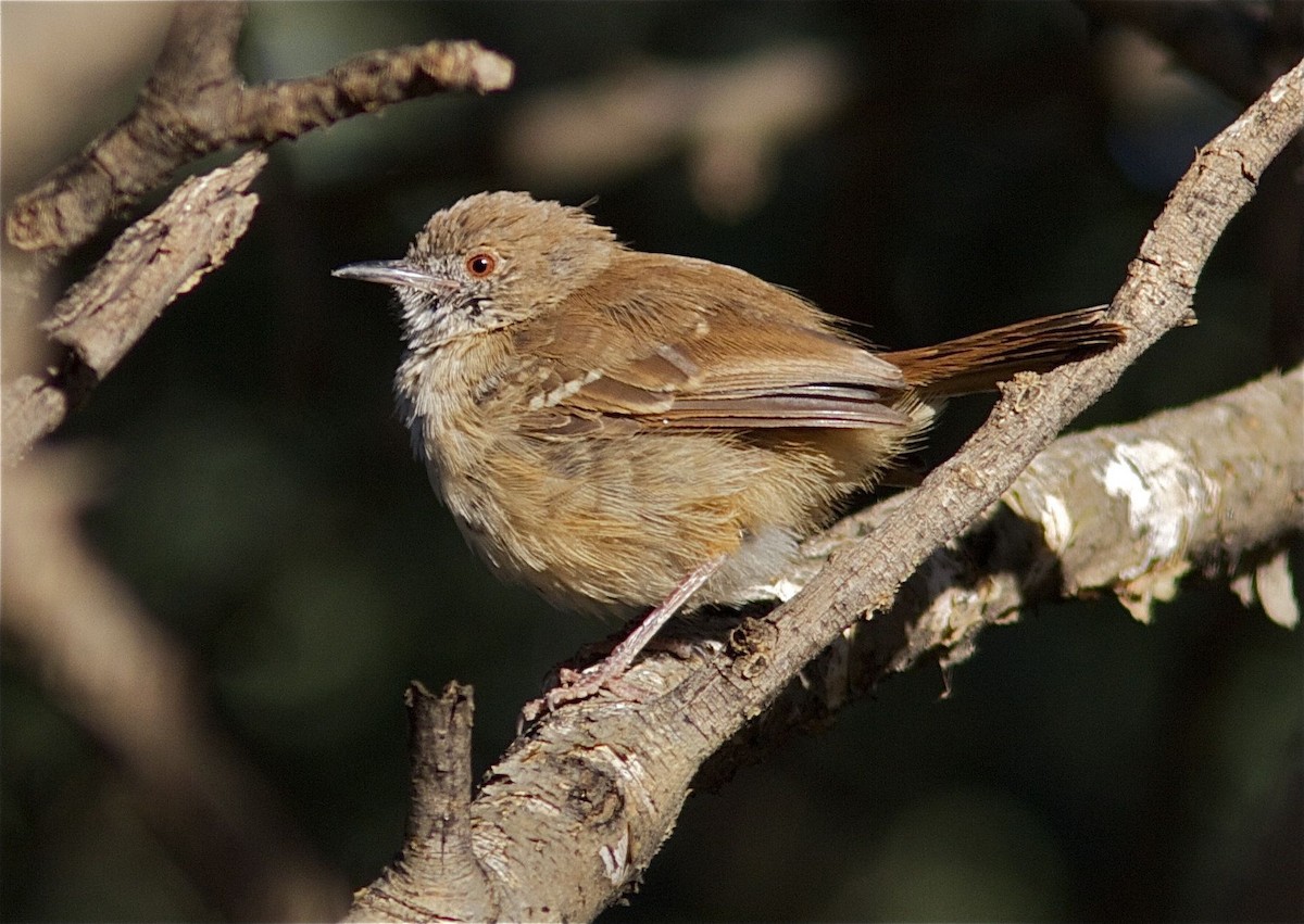 Barred Wren-Warbler - ML204477141