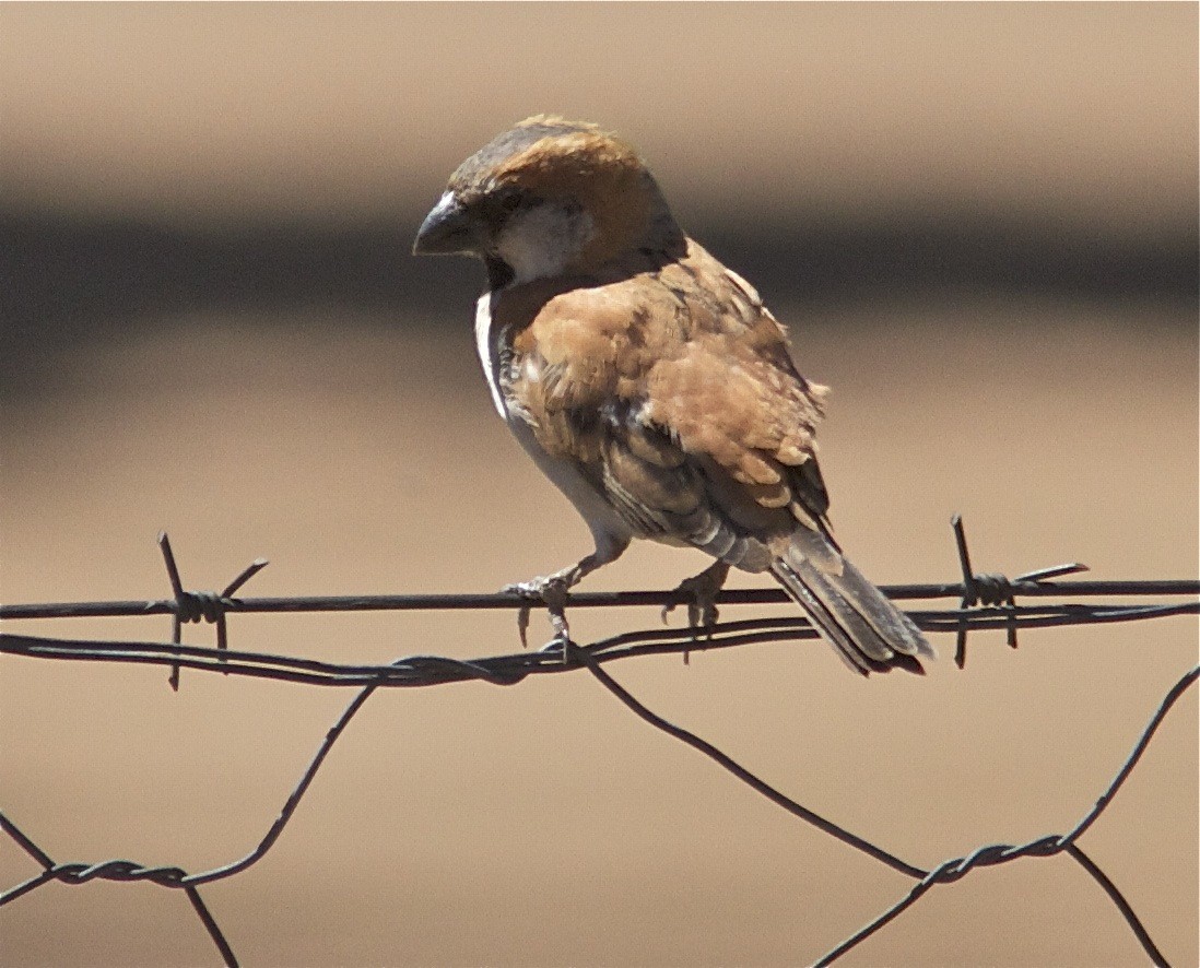 Great Rufous Sparrow - ML204477221