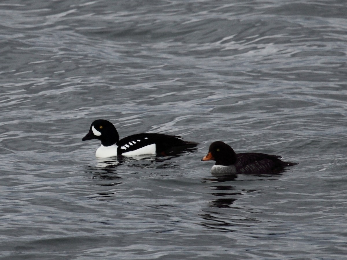 Barrow's Goldeneye - Jim Bachman