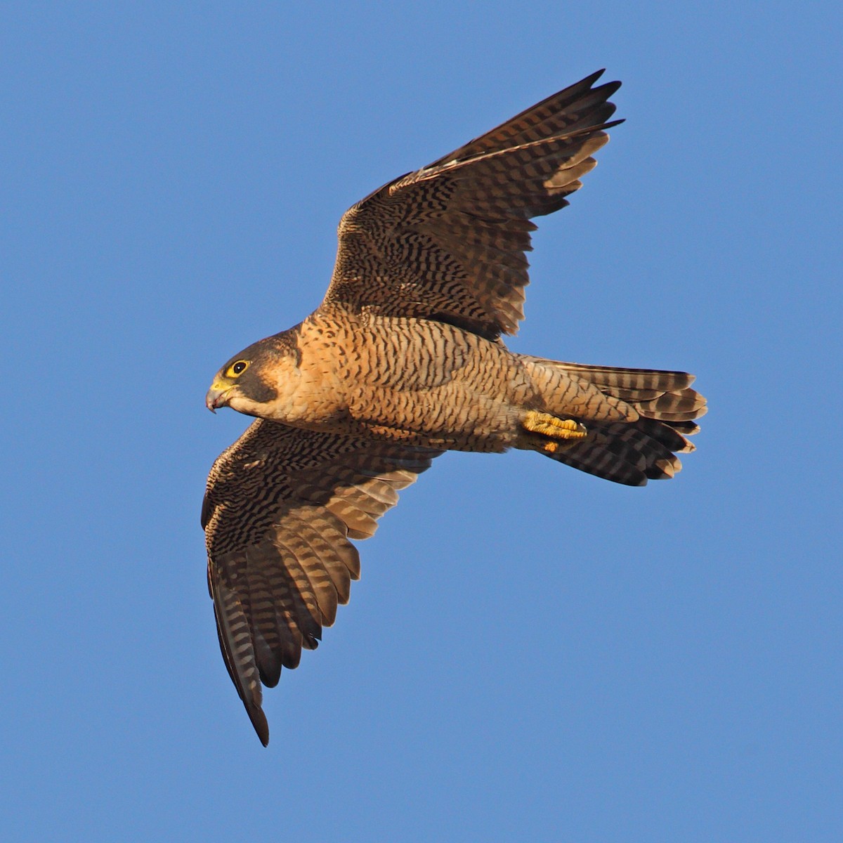 Peregrine Falcon - ML204478041