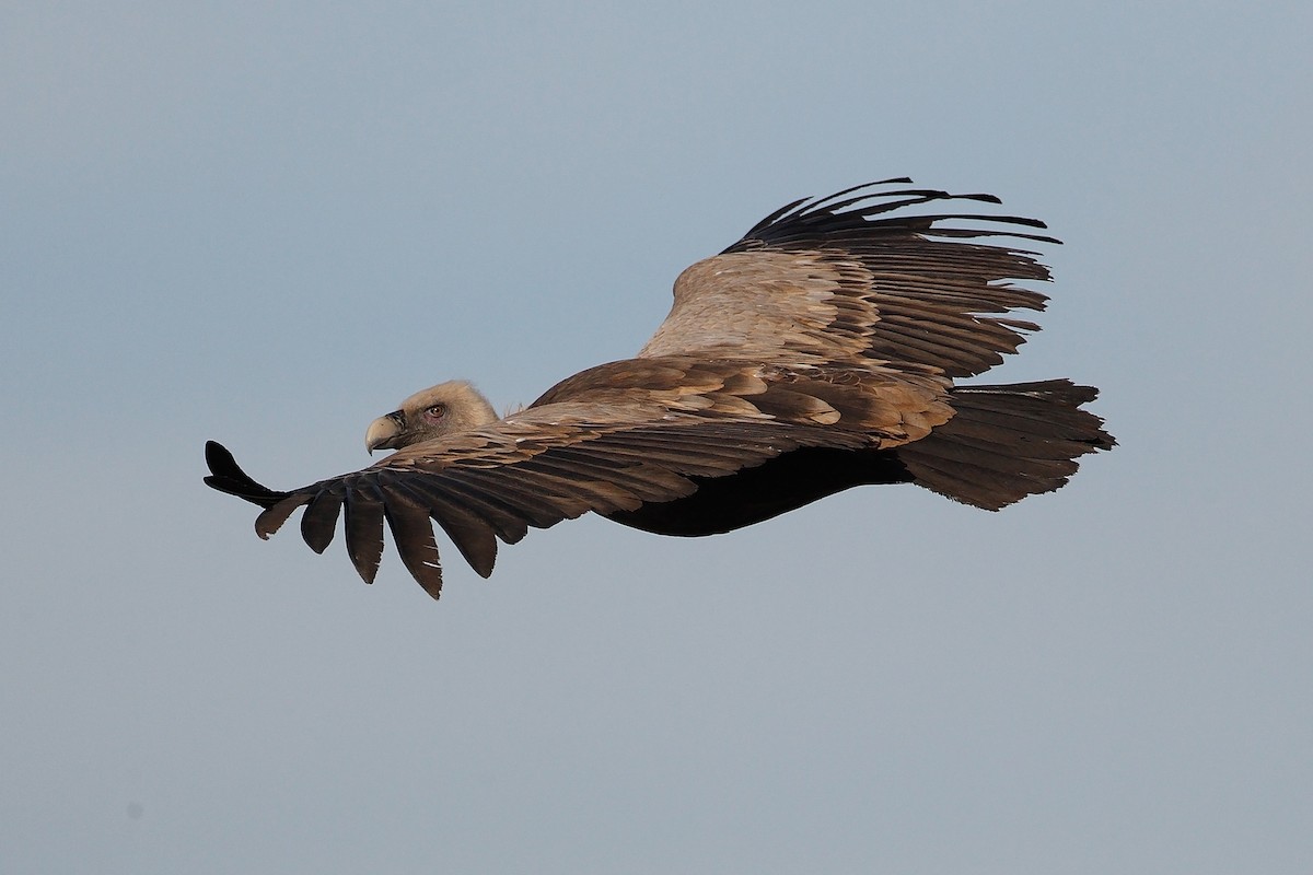 Eurasian Griffon - ML204478061