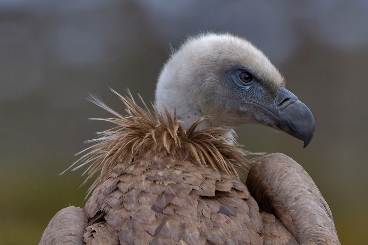 Eurasian Griffon - ML204478111