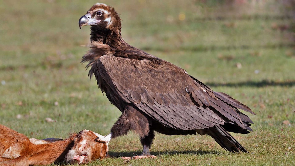 Cinereous Vulture - ML204478221