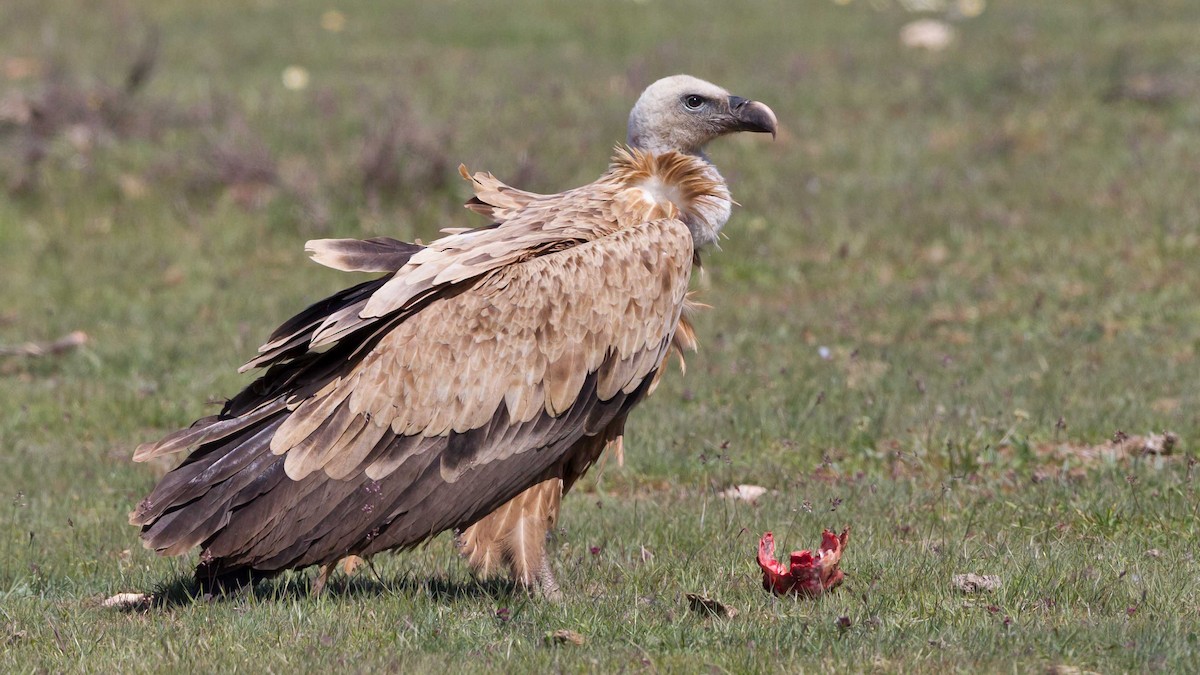 Eurasian Griffon - Juan Lacruz Martin