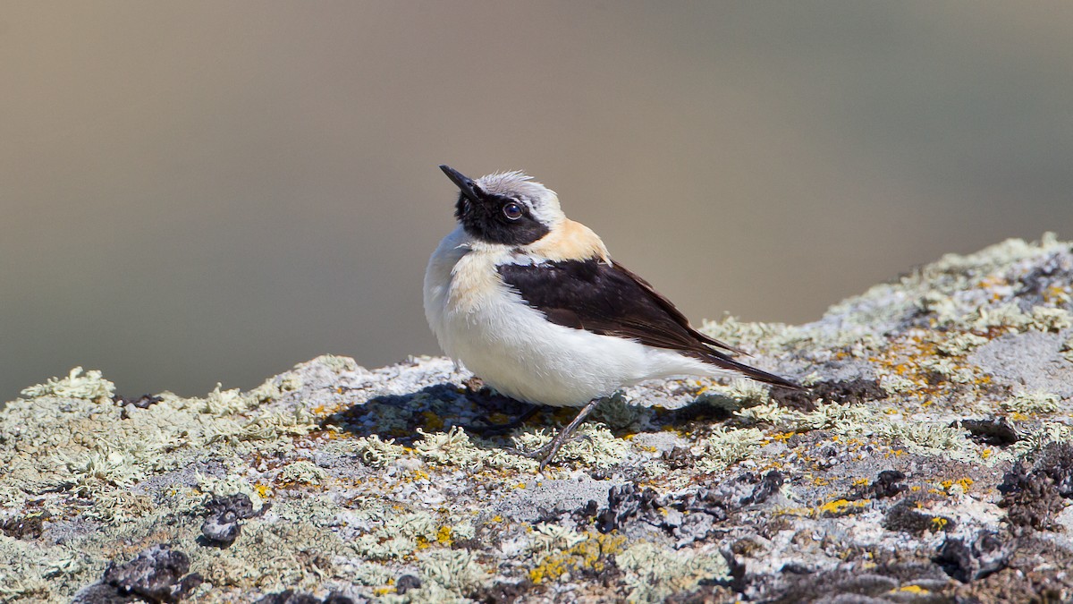 Western Black-eared Wheatear - ML204478241