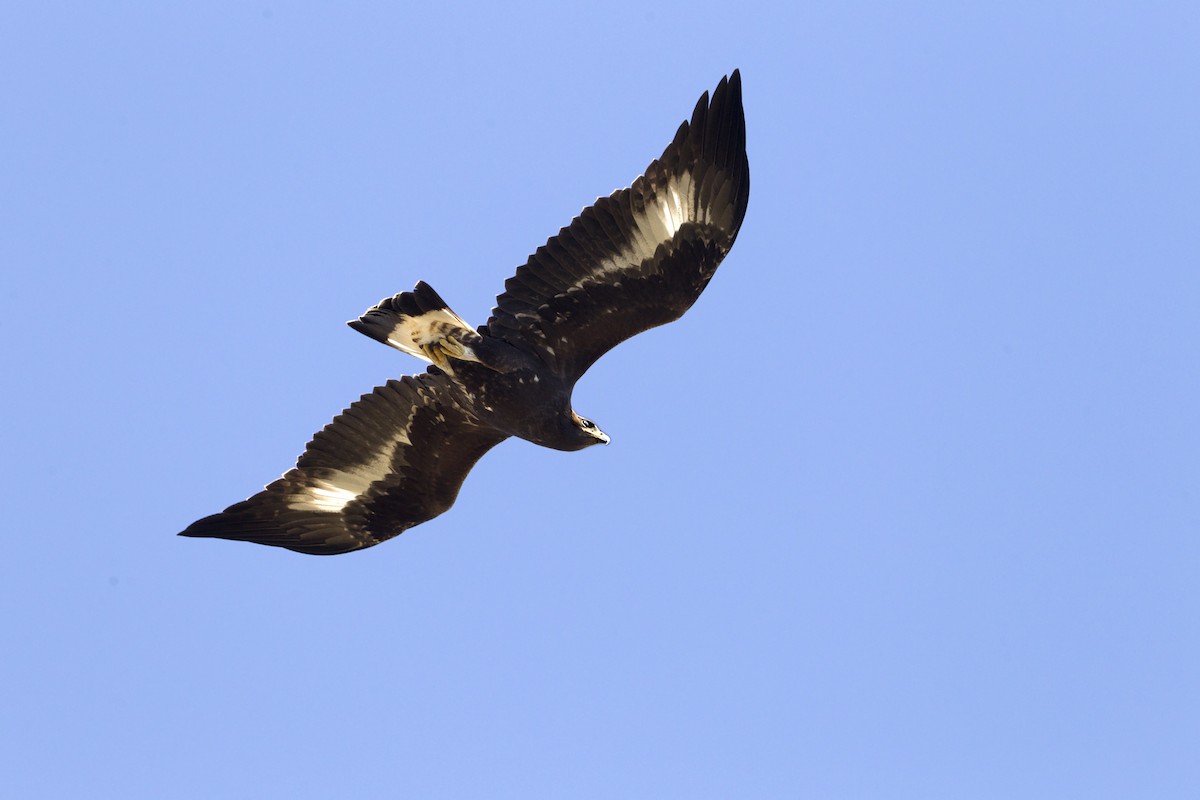 Golden Eagle - ML204478261