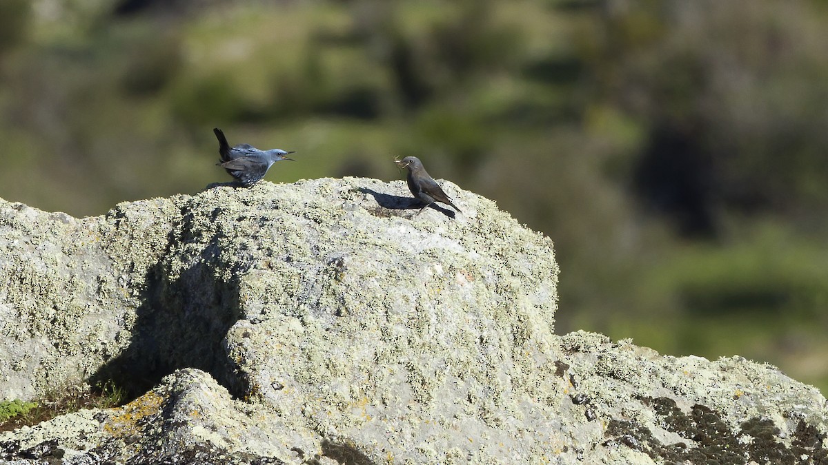 Blue Rock-Thrush - ML204478301