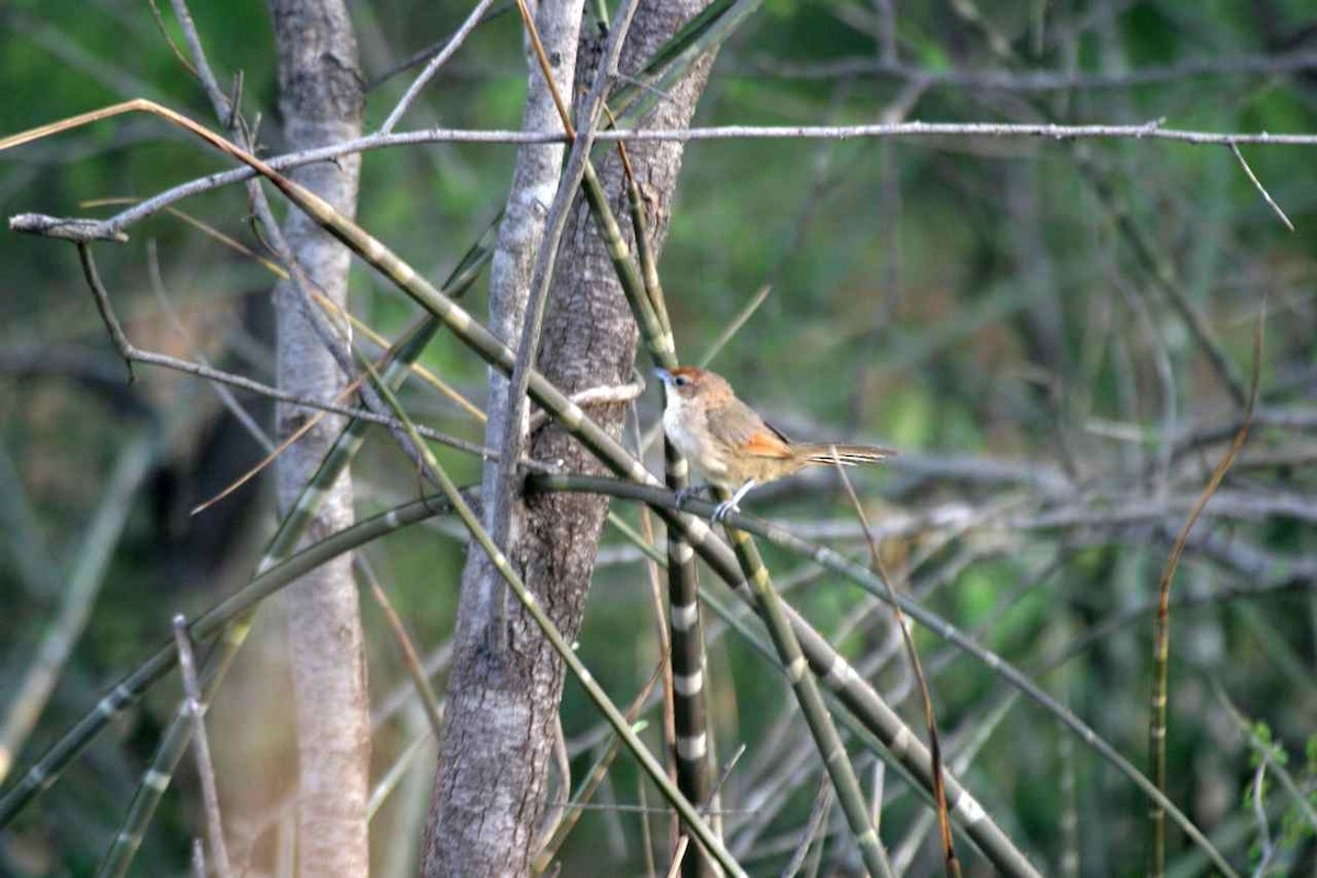 Rufous-fronted Thornbird (Rufous-winged) - ML204478941