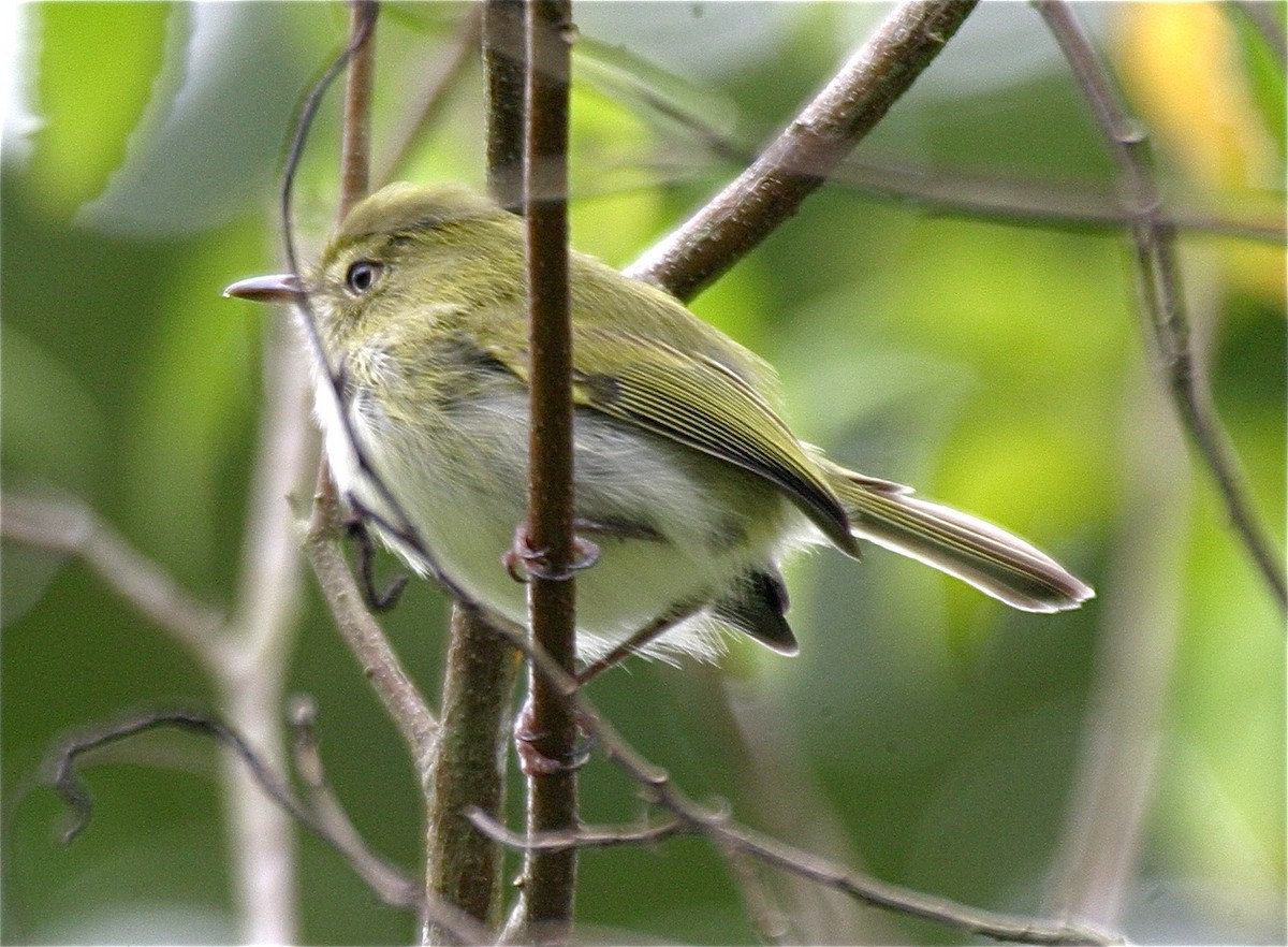 Hangnest Tody-Tyrant - ML204479121