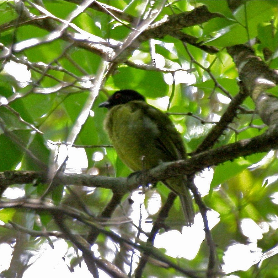 Cotinga Cabecinegro - ML204479261