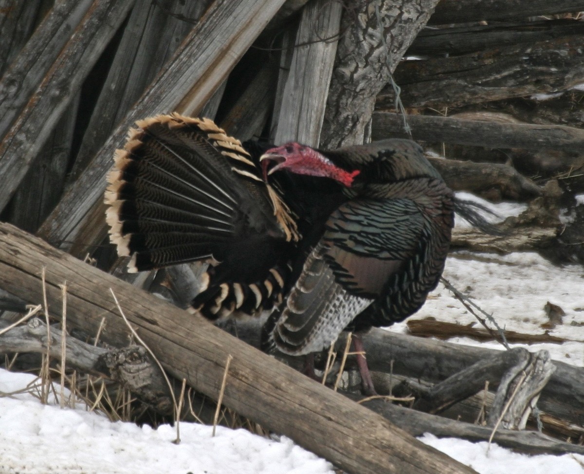 Guajolote Gallipavo - ML204479581