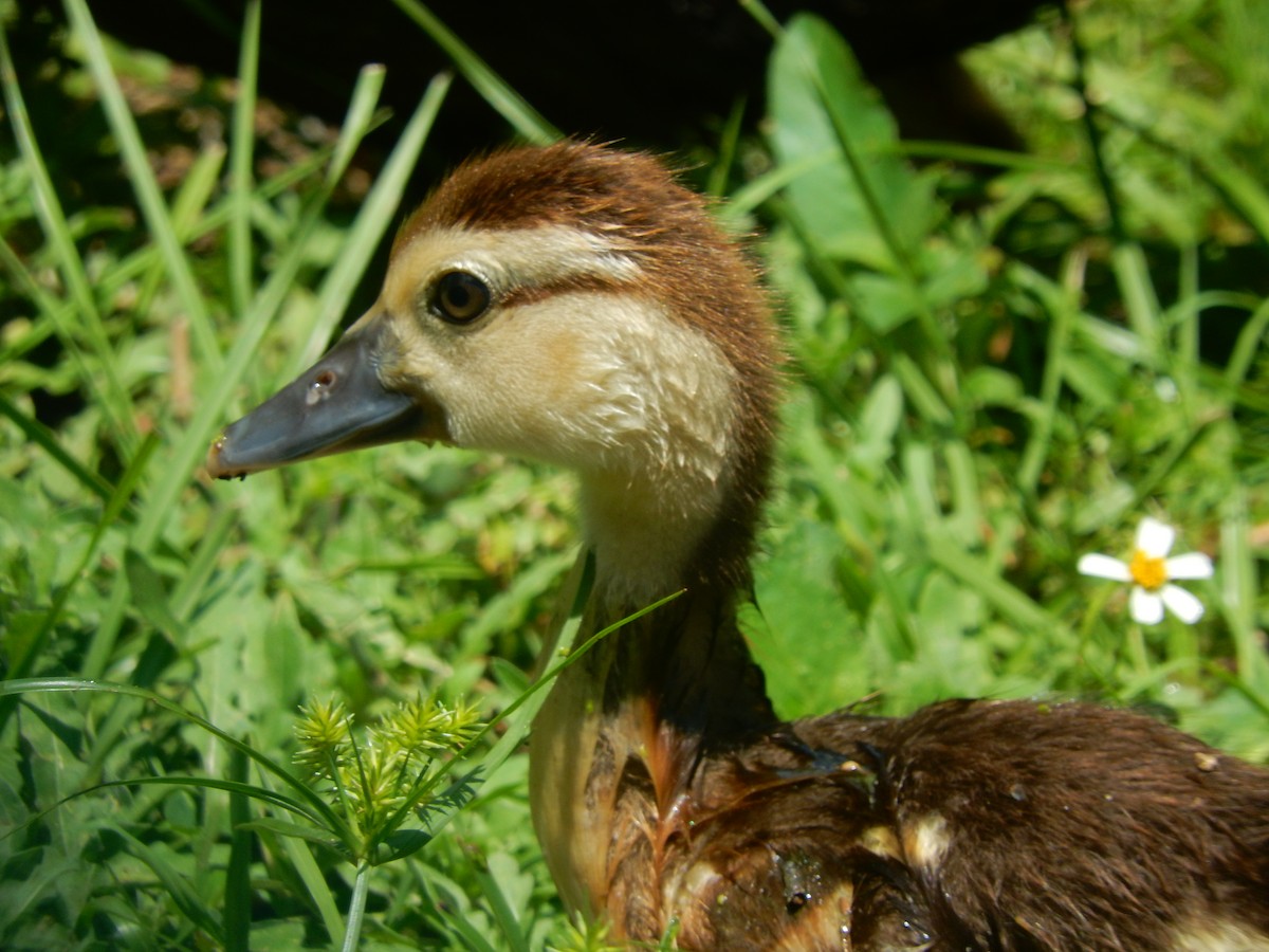 Muscovy Duck (Domestic type) - Eric Cormier