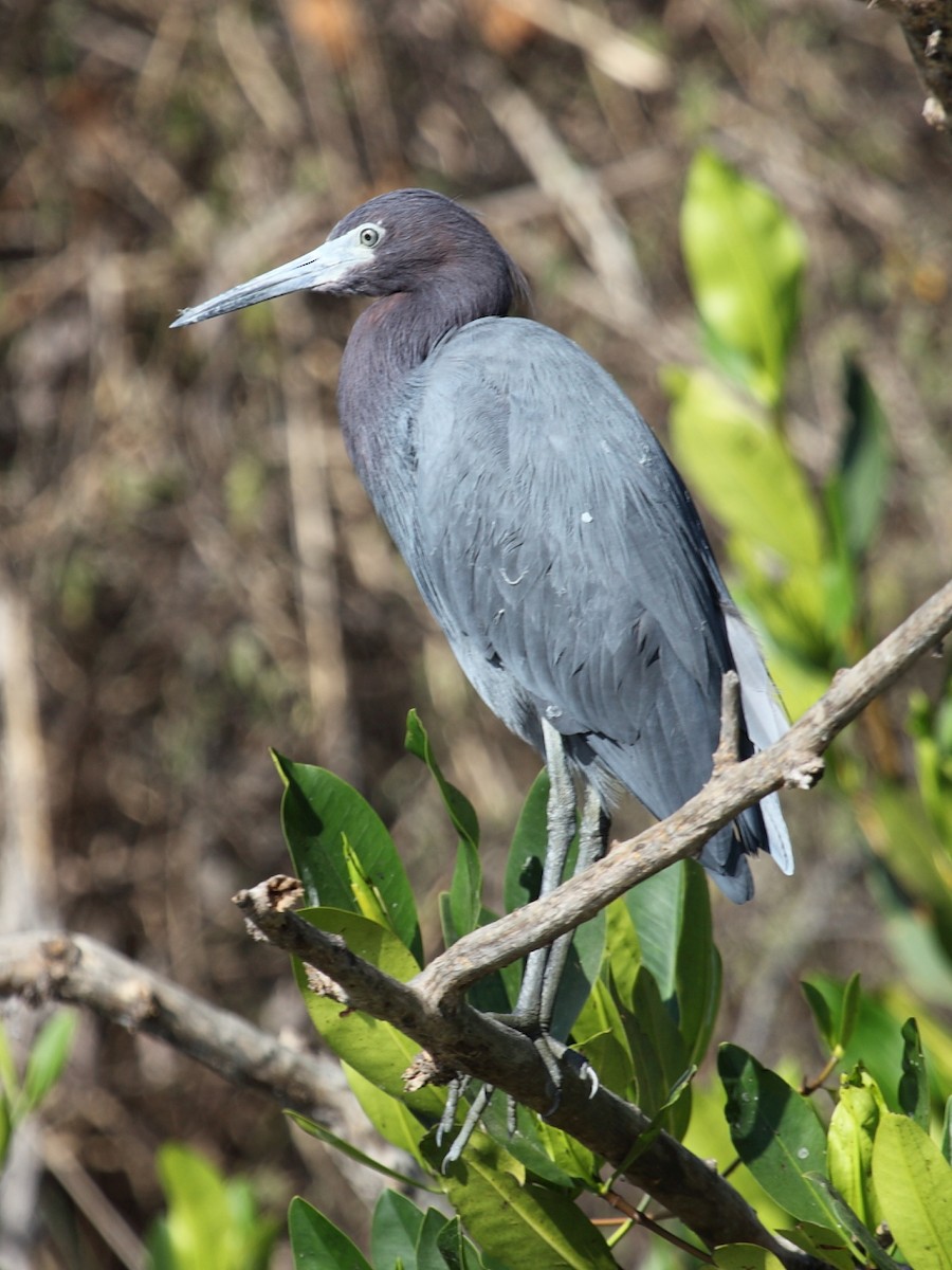 Little Blue Heron - Jim Bachman