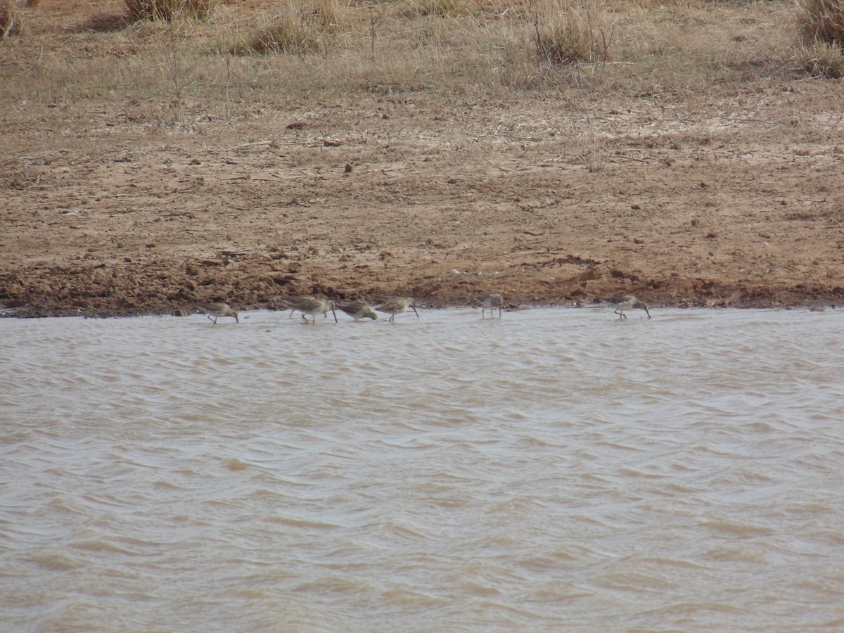 large shorebird sp. - Jesus Alejandro Salazar Ortiz