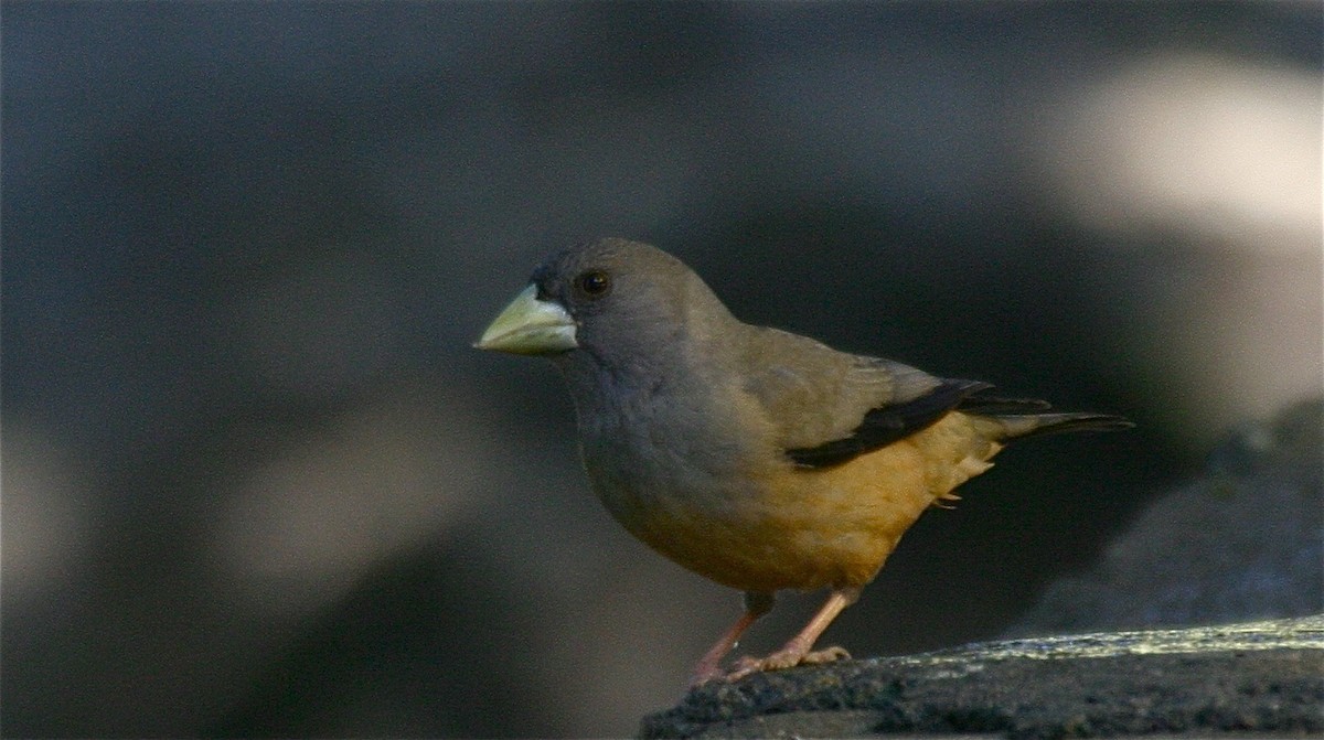 Black-and-yellow Grosbeak - ML204480711