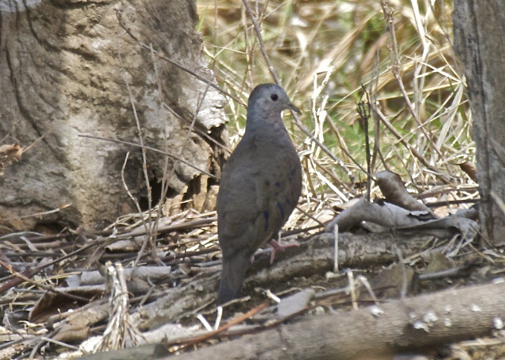 Zwergtäubchen - ML204481431