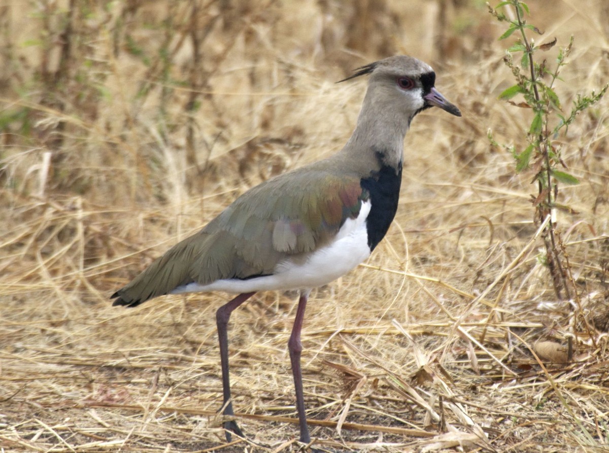 Southern Lapwing - ML204481461