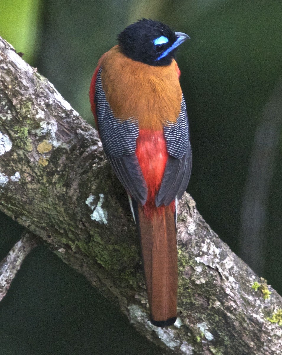 Rotbürzeltrogon - ML204481871