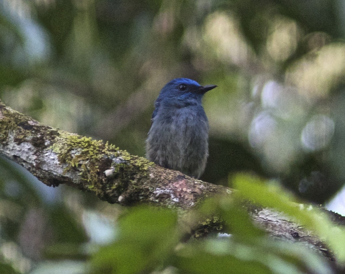 Pale Blue Flycatcher (Hartert's) - ML204481901
