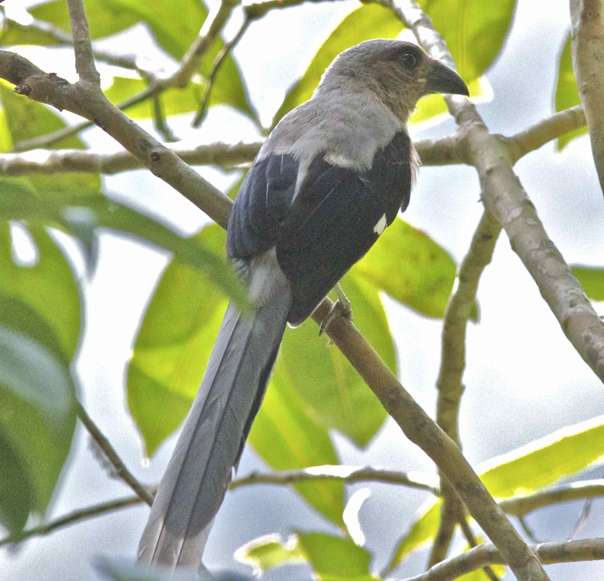 Bornean Treepie - ML204482021