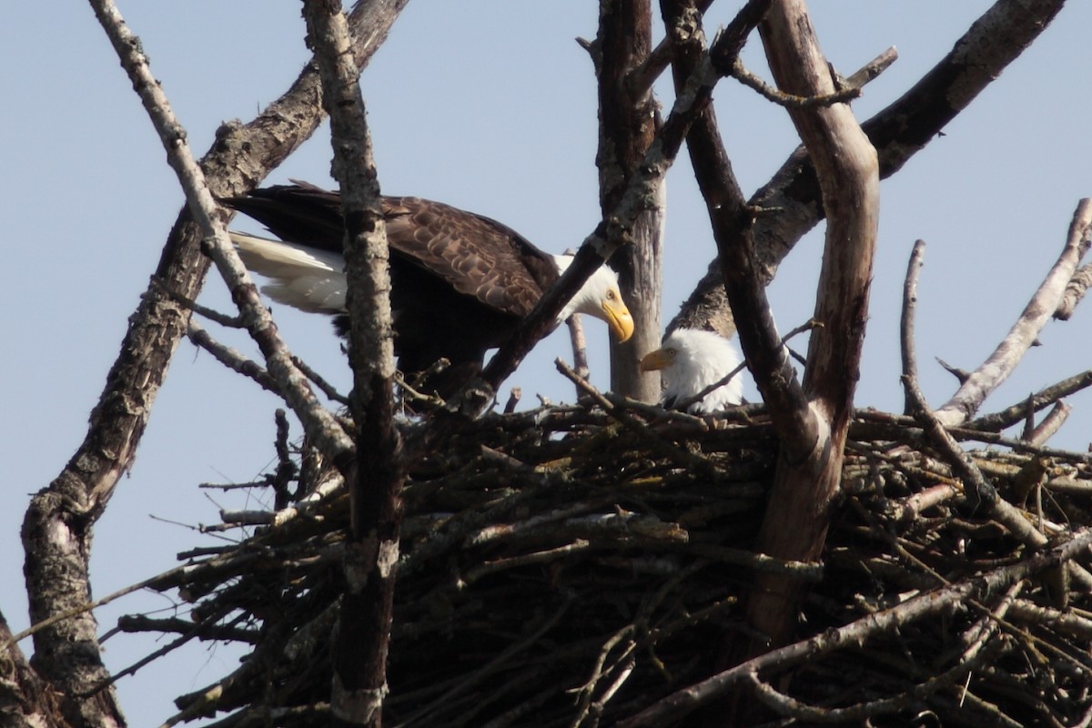 Bald Eagle - Jim Bachman