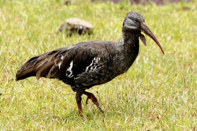 Ibis caronculé - ML204483031