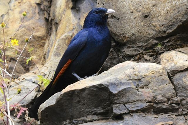 White-billed Starling - ML204483071