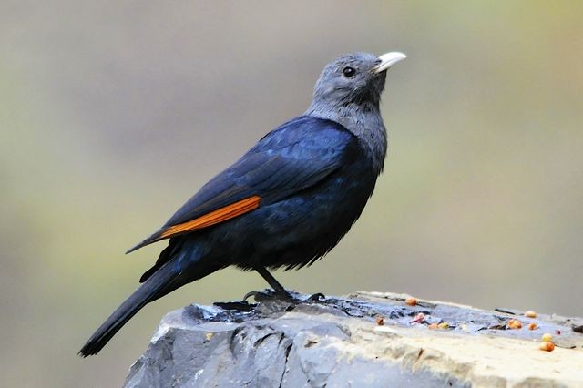 White-billed Starling - ML204483081