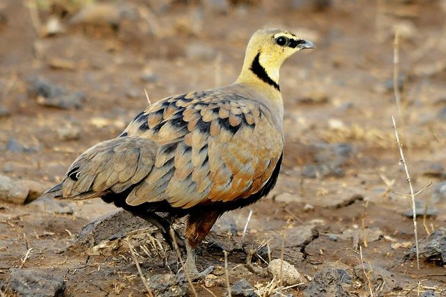 Yellow-throated Sandgrouse - ML204483141