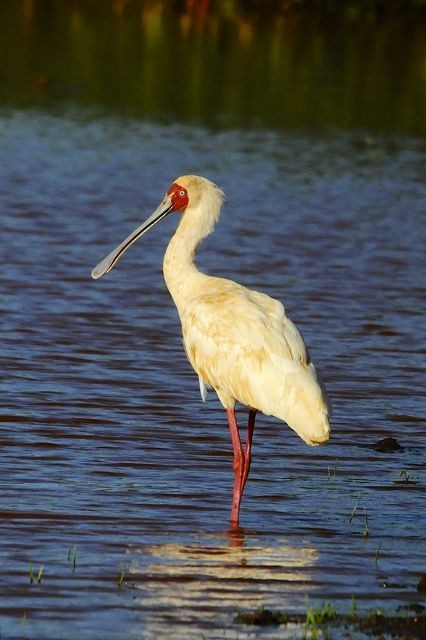 African Spoonbill - ML204483171