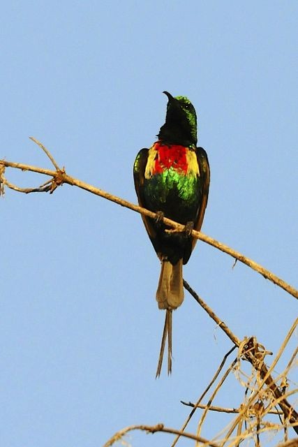 Beautiful Sunbird - ML204483201