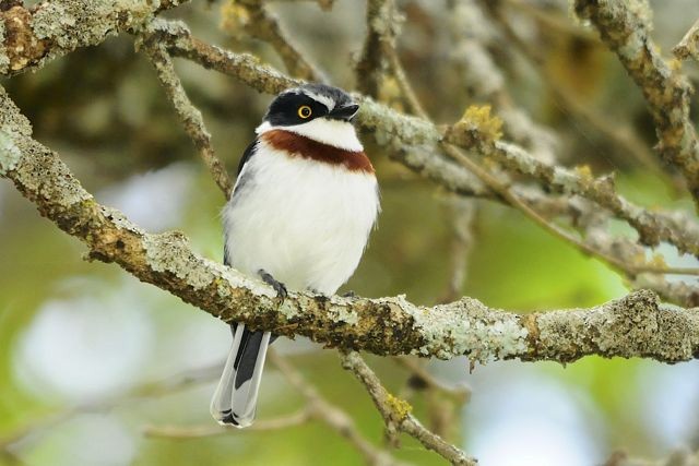 Western Black-headed Batis - ML204483231