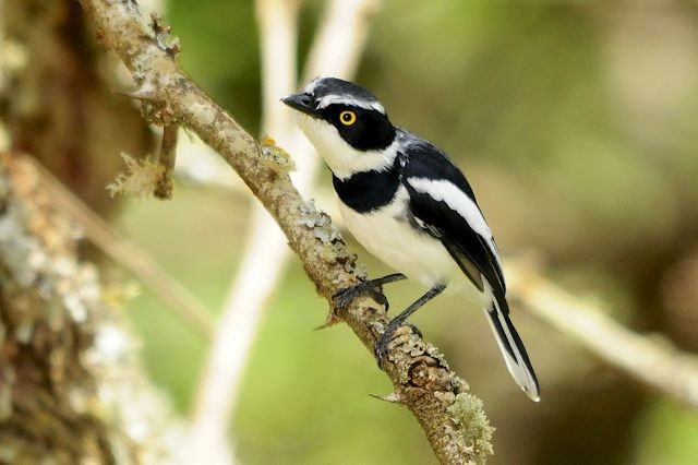 Western Black-headed Batis - ML204483241