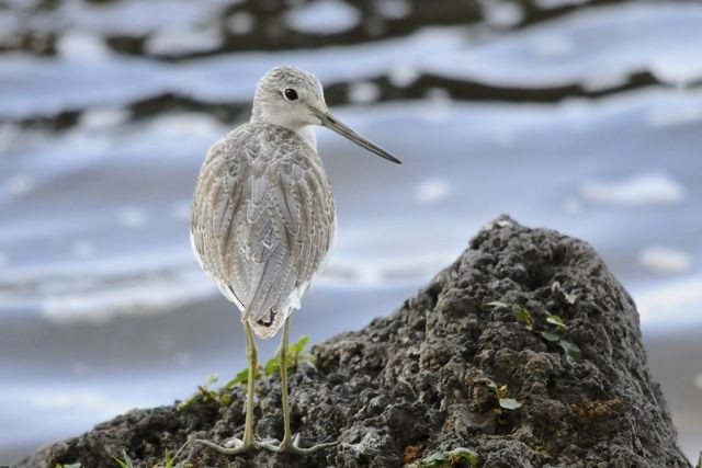 Common Greenshank - ML204483311