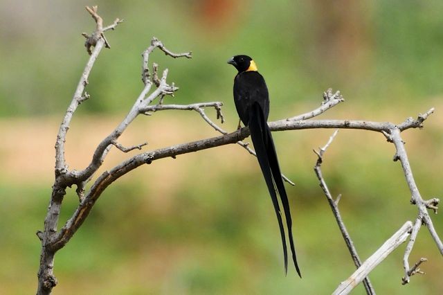 Eastern Paradise-Whydah - ML204483341