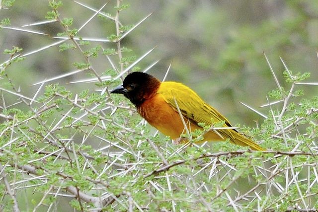 Salvadori's Weaver - ML204483401