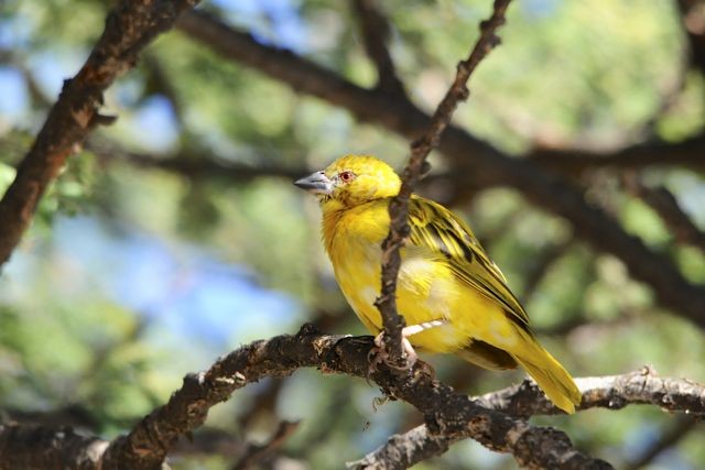 Rüppell's Weaver - ML204483541