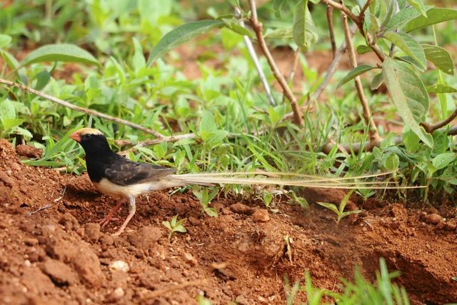 Straw-tailed Whydah - ML204483591