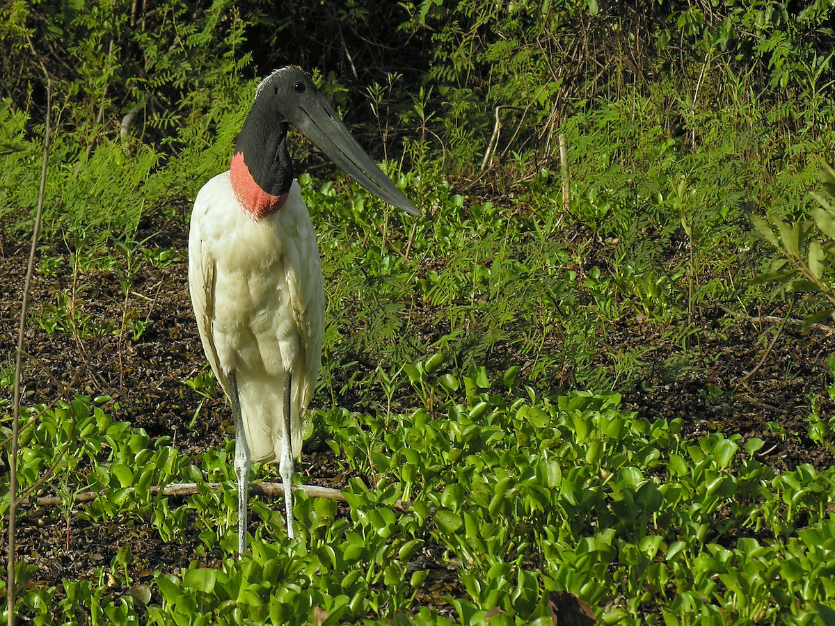 čáp jabiru - ML204483821