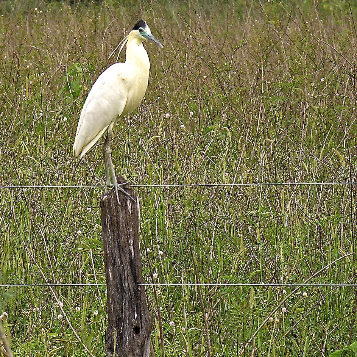 Capped Heron - ML204484041