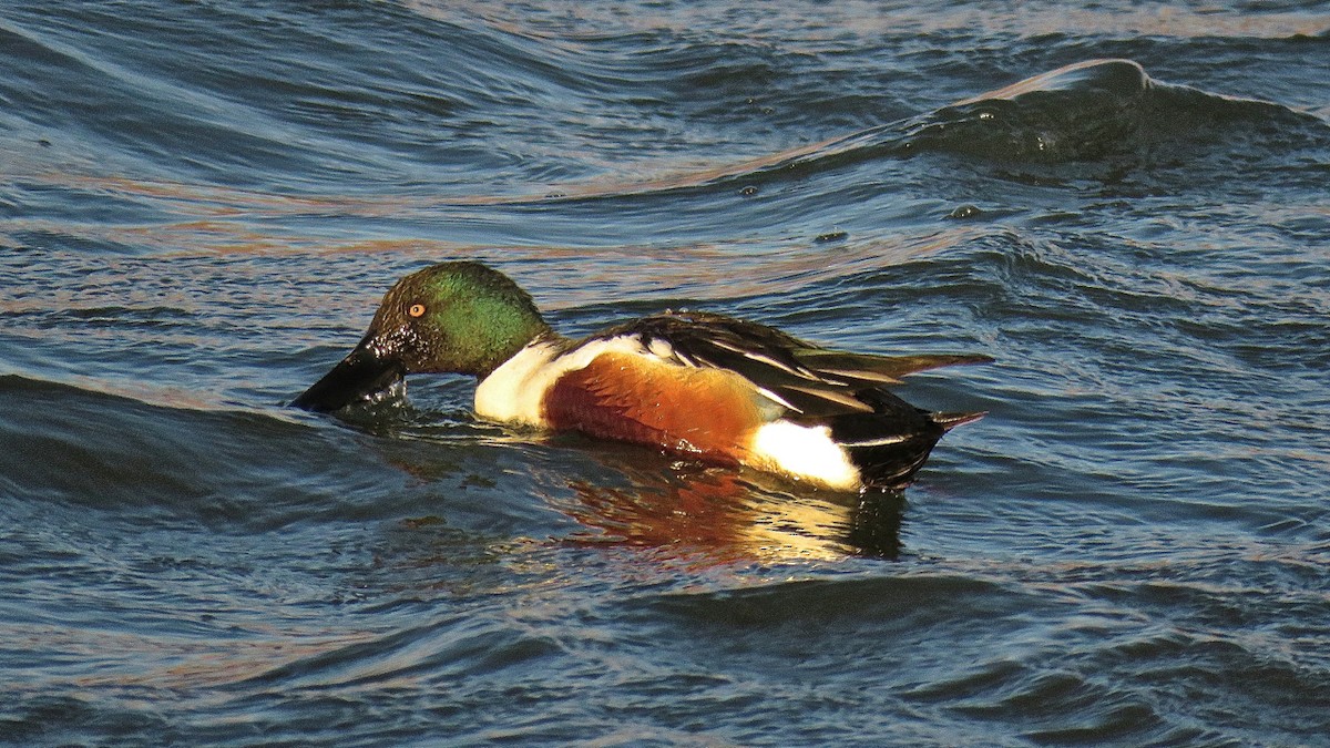 Northern Shoveler - Erkki Lehtovirta