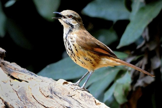 Spotted Morning-Thrush - Jacques Erard