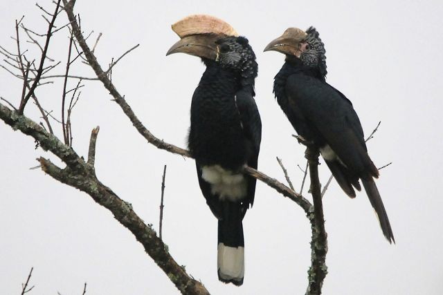 Silvery-cheeked Hornbill - ML204484931