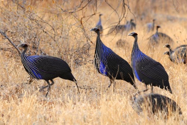 Vulturine Guineafowl - ML204484961