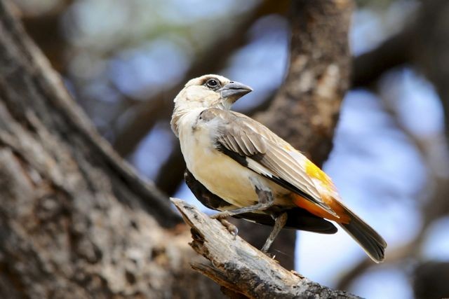 White-headed Buffalo-Weaver - ML204485001