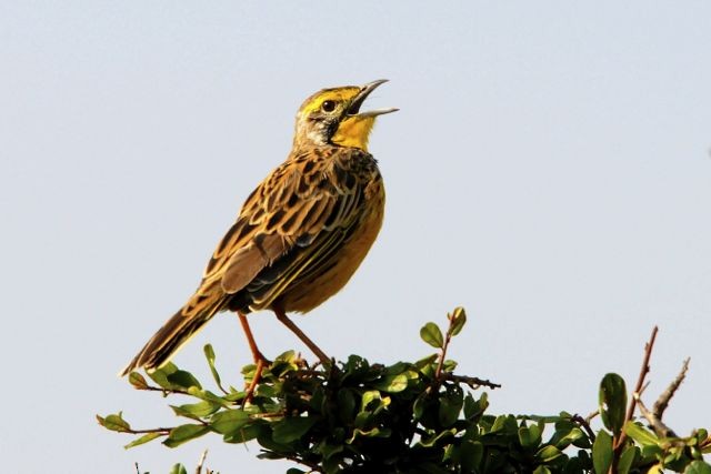 Yellow-throated Longclaw - ML204485031